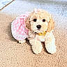 adorable, animal, bell, bow, carpet, collar, cute, dog, domestic_animal, dress, fluffy, fur, indoor, lying_down, pet, pink, portrait, puppy, small_dog, young