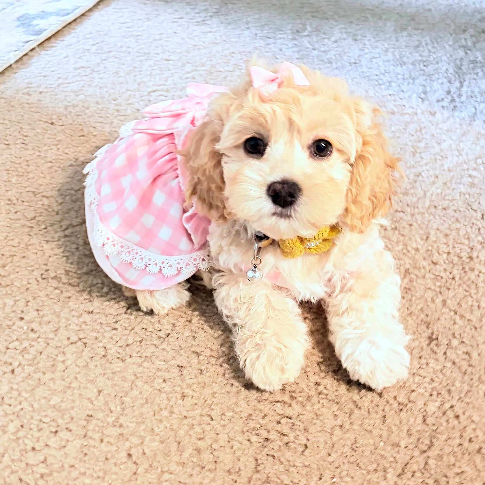 Diva