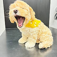 Diva joined the competition — help win amazing prizes! puppy, dog, curly_fur, yellow_bandana, yawning, sitting, cute, pet, indoor, metallic_surface, adorable, animal, fluffy, young, small_dog, portrait, light_background, studio, friendly, companion