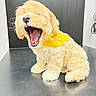 puppy, dog, curly_fur, yellow_bandana, yawning, sitting, cute, pet, indoor, metallic_surface, adorable, animal, fluffy, young, small_dog, portrait, light_background, studio, friendly, companion