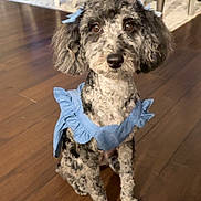 Willow is registered to the contest to win money with this photo: animal, attentive, blue_bows, blue_dress, brown_eyes, chairs, curly_fur, cute, decor, dining_table, dog, flooring, furniture, home, indoor, pet, portrait, sitting, small_dog, wooden_floor