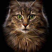 Uby a rejoint le concours — aidez-le/la à gagner de superbes lots ! cat, fluffy, green_eyes, portrait, close_up, feline, whiskers, fur, animal, pet, muzzle, ears, face, looking, alert, domestic_cat, soft_lighting, dark_background, sharp_focus, beautiful