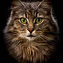 cat, fluffy, green_eyes, portrait, close_up, feline, whiskers, fur, animal, pet, muzzle, ears, face, looking, alert, domestic_cat, soft_lighting, dark_background, sharp_focus, beautiful