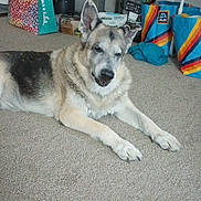 Okie is registered to the contest to win money with this photo: canine, canned_goods, carpet, colorful, container, dog, domestic_animal, floor, german_shepherd, home, indoor, kitchenware, laying_down, pet, quiet, relaxed, resting, reusable_bags, shelf, storage