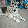 canine, canned_goods, carpet, colorful, container, dog, domestic_animal, floor, german_shepherd, home, indoor, kitchenware, laying_down, pet, quiet, relaxed, resting, reusable_bags, shelf, storage