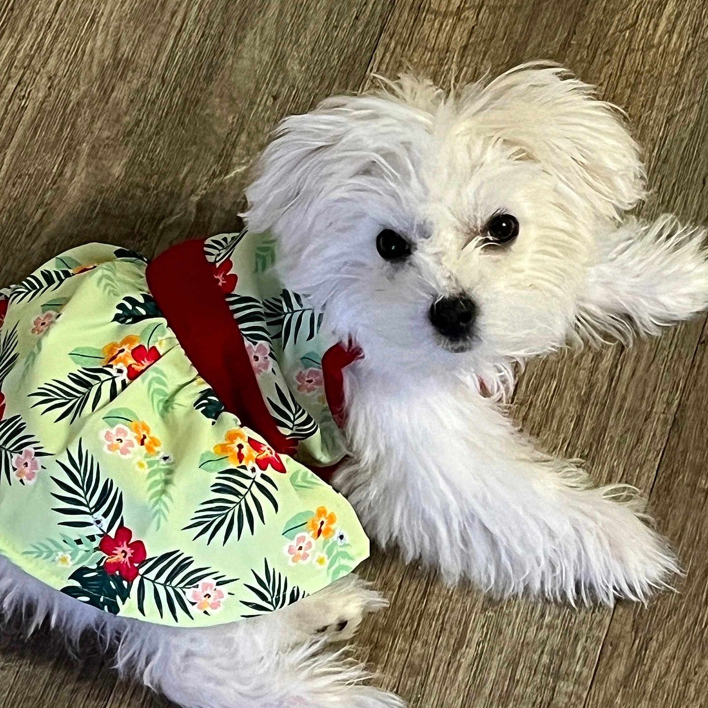 Snowball is registered to the contest to win money with this photo: animal, canine, clothing, dog, dogbed, eskimodog, hat, pet, poodle, puppy, terrier, whitedog