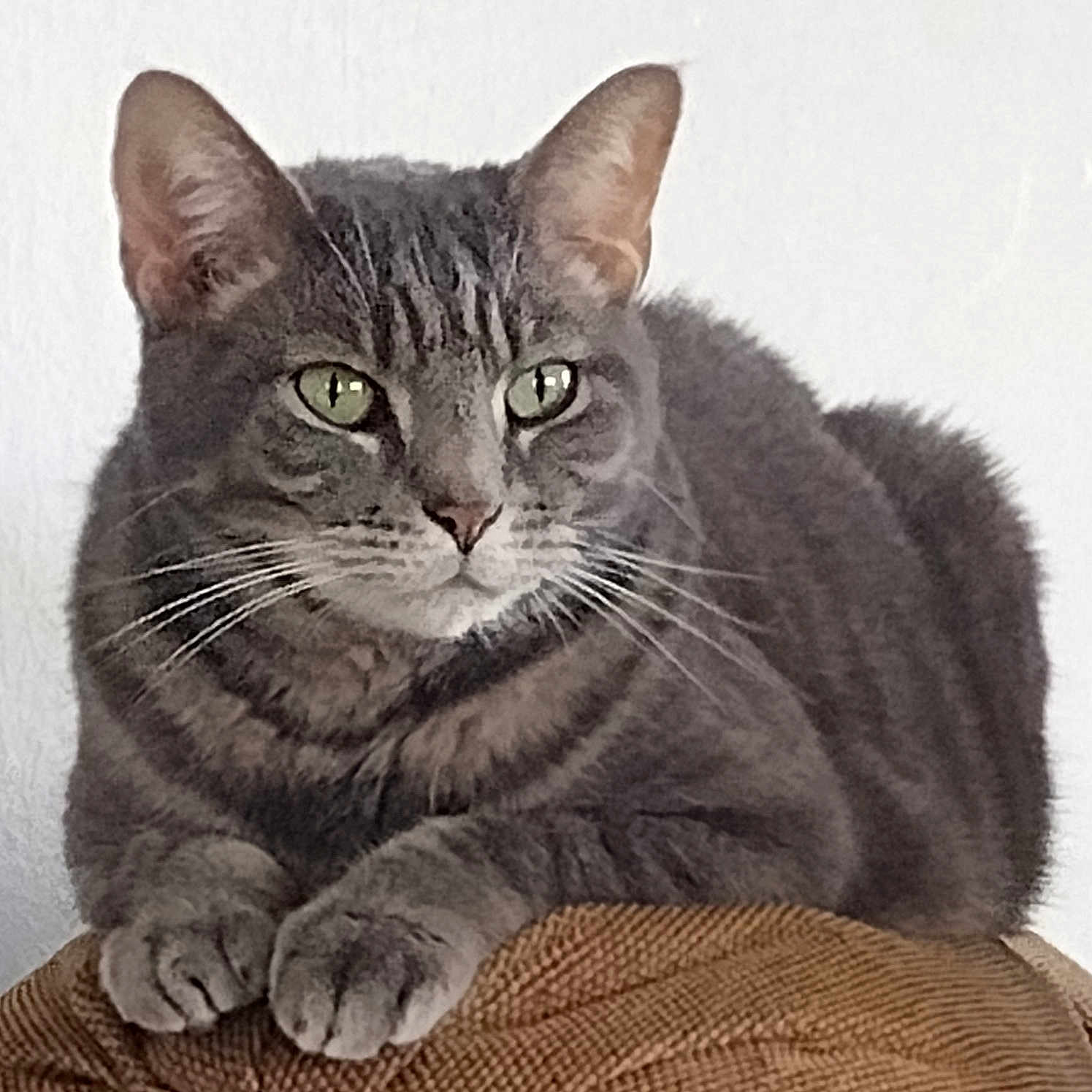 Lucky joined the competition — help win amazing prizes! abyssinian, angora, animal, armchair, cat, chair, couch, egyptiancat, furniture, gray, kitten, manx, pet, snout