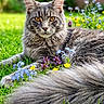 cat, longhaired_cat, gray_fur, fluffy_tail, feline, animal, pet, garden, grass, flowers, wildflowers, outdoor, nature, portrait, close_up, amber_eyes, pointed_ears, lying_down, fur, greenery