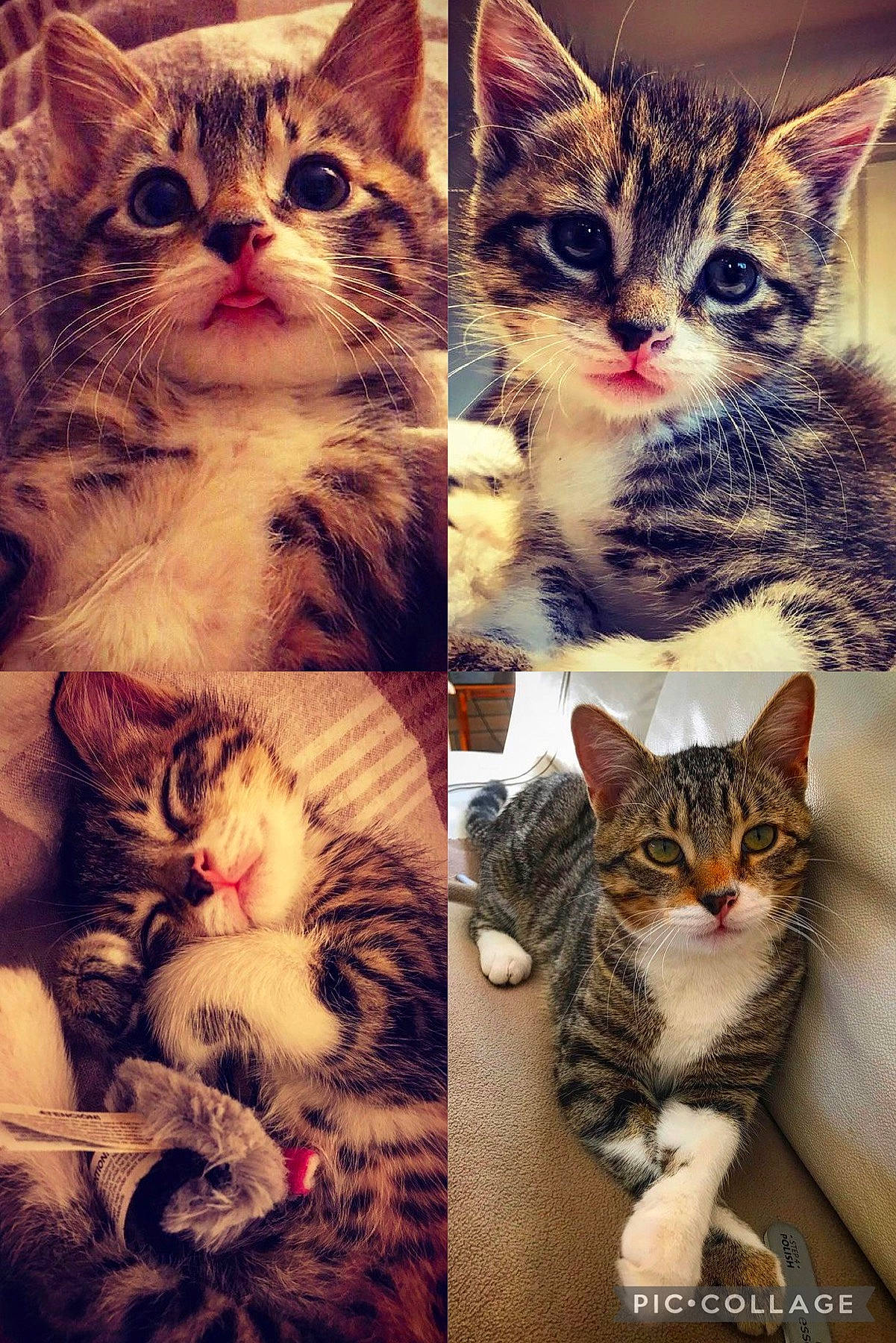 Kendji participe au concours pour gagner de l'argent avec cette photo : art, beauty, carnivore, cat, collage, domestic_short_haired_cat, ear, eye, eyelash, felidae, fur, head, iris, mammal, paw, small_to_medium_sized_cats, snapshot, snout, vertebrate, whiskers