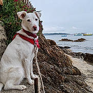 Lola participe au concours pour gagner de l'argent avec cette photo : animal, bandana, boats, calm_water, canine, cloudy_sky, coast, dog, greenery, landscape, leash, nature, outdoor, pet, portrait, red_bandana, rocky_shore, sea, sitting, white_dog