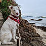 animal, bandana, boats, calm_water, canine, cloudy_sky, coast, dog, greenery, landscape, leash, nature, outdoor, pet, portrait, red_bandana, rocky_shore, sea, sitting, white_dog