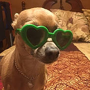 Sissy is registered to the contest to win money with this photo: dog, sunglasses, green, heart_shaped, chain_necklace, bed, bedspread, indoor, small_dog, pet, animal, brown_fur, accessory, furniture, pattern, decor, cute, portrait, closeup, domestic_animal