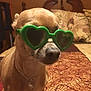 dog, sunglasses, green, heart_shaped, chain_necklace, bed, bedspread, indoor, small_dog, pet, animal, brown_fur, accessory, furniture, pattern, decor, cute, portrait, closeup, domestic_animal