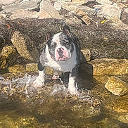 Luicfer joined the competition — help win amazing prizes! dog, water, rocks, shore, seaweed, outdoor, pet, animal, black_and_white, splashing, curious, nature, sunlight, wet, canine, standing, closeup, daytime, playful, shallow_water