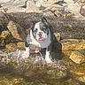 dog, water, rocks, shore, seaweed, outdoor, pet, animal, black_and_white, splashing, curious, nature, sunlight, wet, canine, standing, closeup, daytime, playful, shallow_water