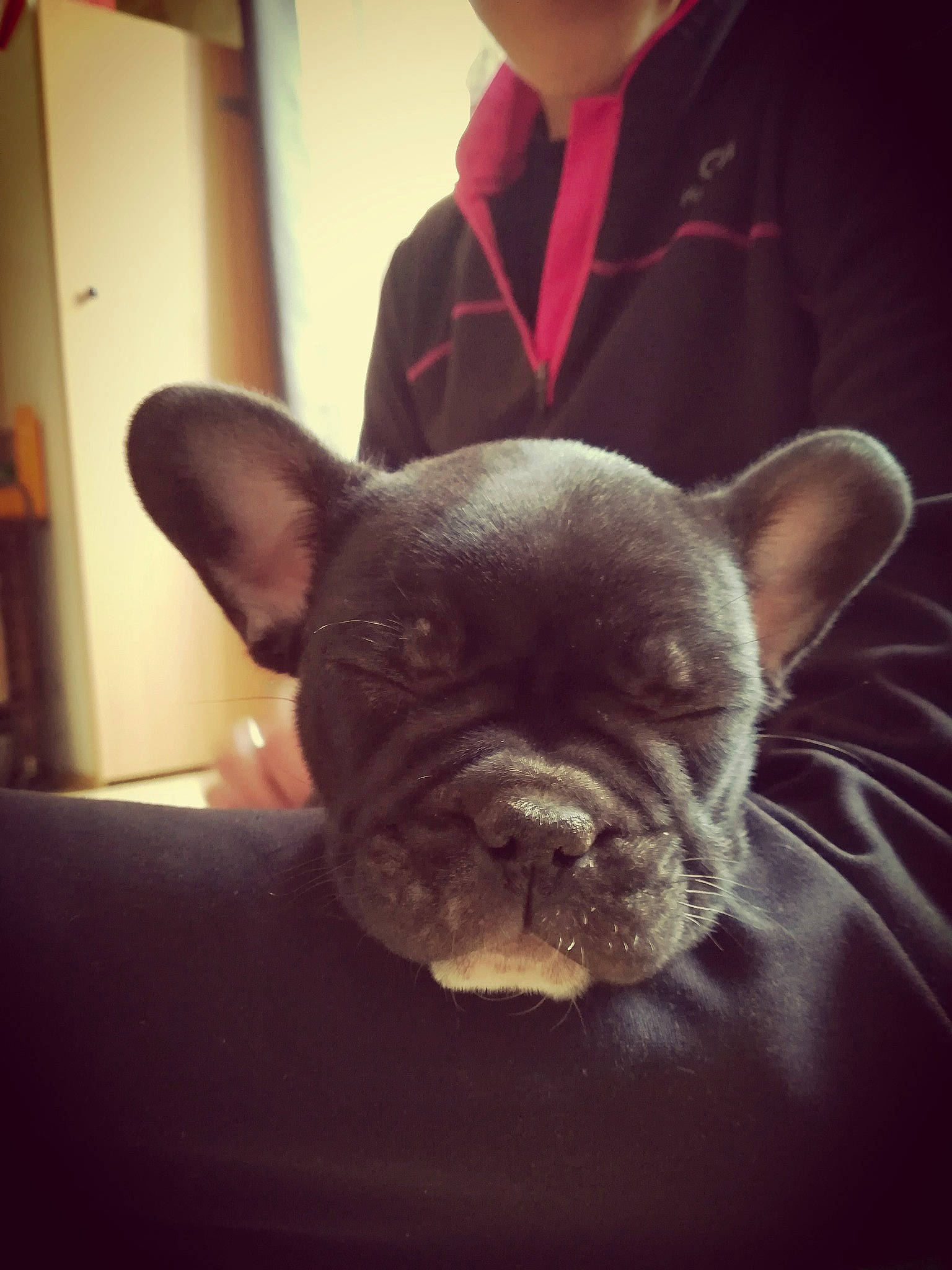 Pépite participe au concours pour gagner de l'argent avec cette photo : bulldog, canidae, carnivore, companion_dog, dog, dog_breed, ear, fawn, french_bulldog, mammal, non_sporting_group, nose, puppy, skin, snout, toy_bulldog, vertebrate, whiskers