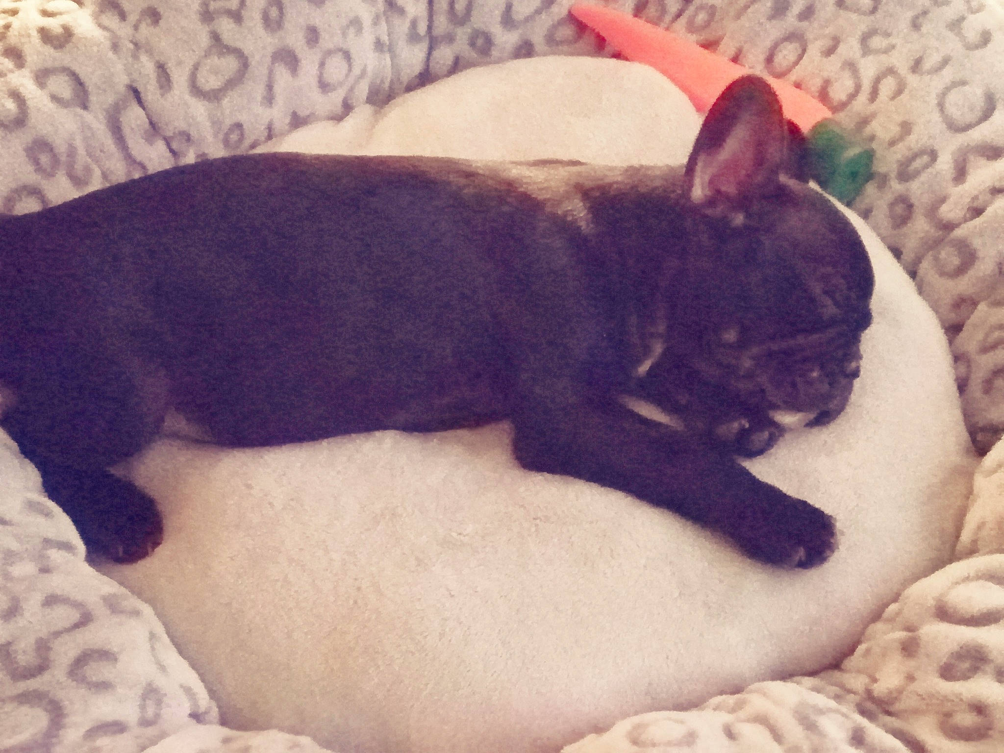 Pépite a rejoint le concours — aidez-le/la à gagner de superbes lots ! bed, bulldog, canidae, carnivore, cat, companion_dog, dog, dog_breed, ear, fawn, felidae, french_bulldog, mammal, nap, non_sporting_group, puppy, sleep, snout, tail, vertebrate