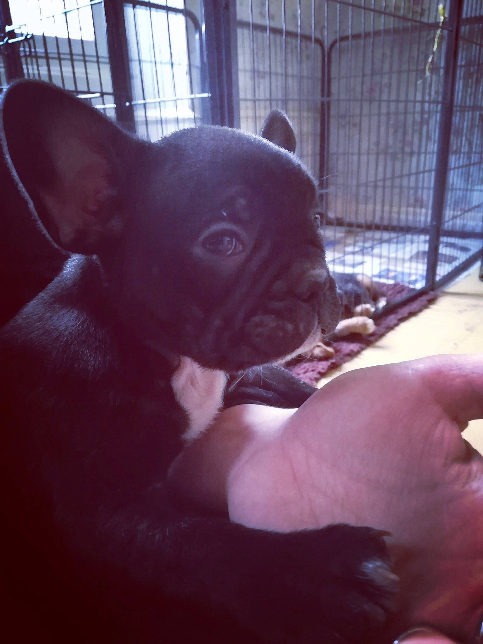 Pépite a rejoint le concours — aidez-le/la à gagner de superbes lots ! boston_terrier, canidae, carnivore, companion_dog, dog, dog_breed, ear, fawn, french_bulldog, mammal, non_sporting_group, puppy, snout, toy_bulldog, vertebrate