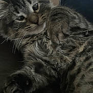 Fluffy is registered to the contest to win money with this photo: cat, tabby, feline, fur, whiskers, close_up, pet, animal, cute, relaxing, indoor, soft_light, mammal, laying_down, paws, sleepy, domestic_animal, cozy, curious, companion