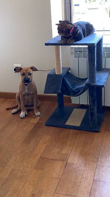 Luna a rejoint le concours — aidez-le/la à gagner de superbes lots ! carnivore, cat, companion_dog, dog, dog_breed, dog_clothes, fawn, floor, flooring, furniture, hardwood, laminate_flooring, machine, pet_supply, room, table, tail, wood, wood_flooring, working_animal