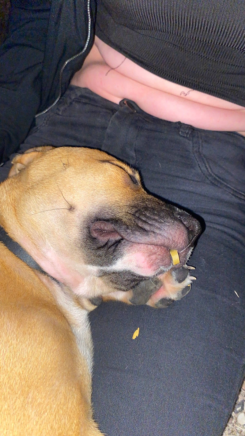 Luna participe au concours pour gagner de l'argent avec cette photo : canidae, carnivore, companion_dog, dog, dog_breed, ear, fawn, foot, fur, human_leg, jaw, nail, paw, pug, snout, sporting_group, terrestrial_animal, toy_dog, whiskers, wrinkle