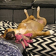 Luna a rejoint le concours — aidez-le/la à gagner de superbes lots ! animal, bed, blanket, boxer, bulldog, canine, couch, cushion, dog, furniture, homedecor, hound, indoors, interiordesign, person, pet, pitbull, puppy, quilt, sleeping