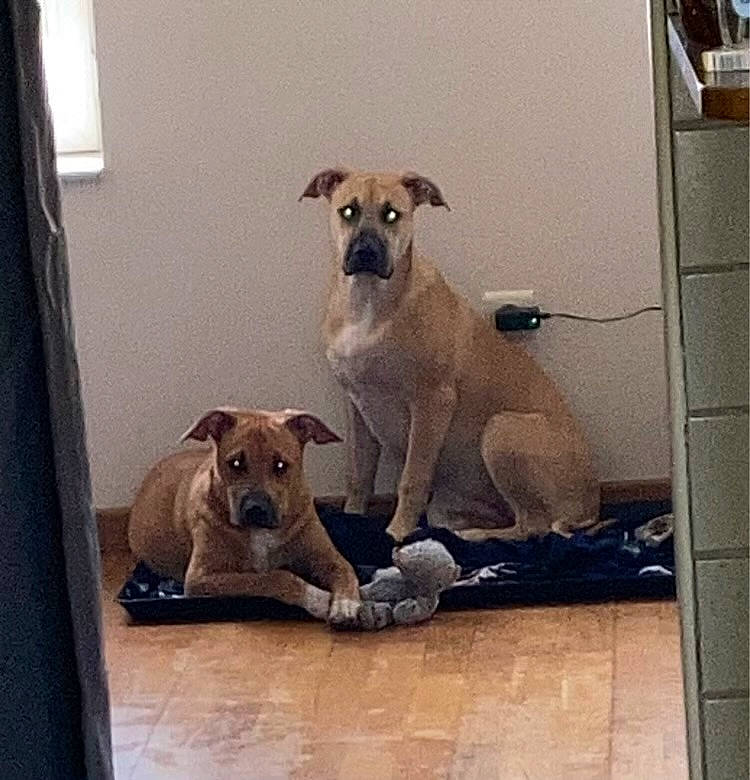 Luna participe au concours pour gagner de l'argent avec cette photo : canidae, carnivore, collar, comfort, companion_dog, curtain, dog, dog_breed, dog_collar, dog_supply, fawn, flooring, metal, paw, pet_supply, selfie, snout, sporting_group, square, working_animal