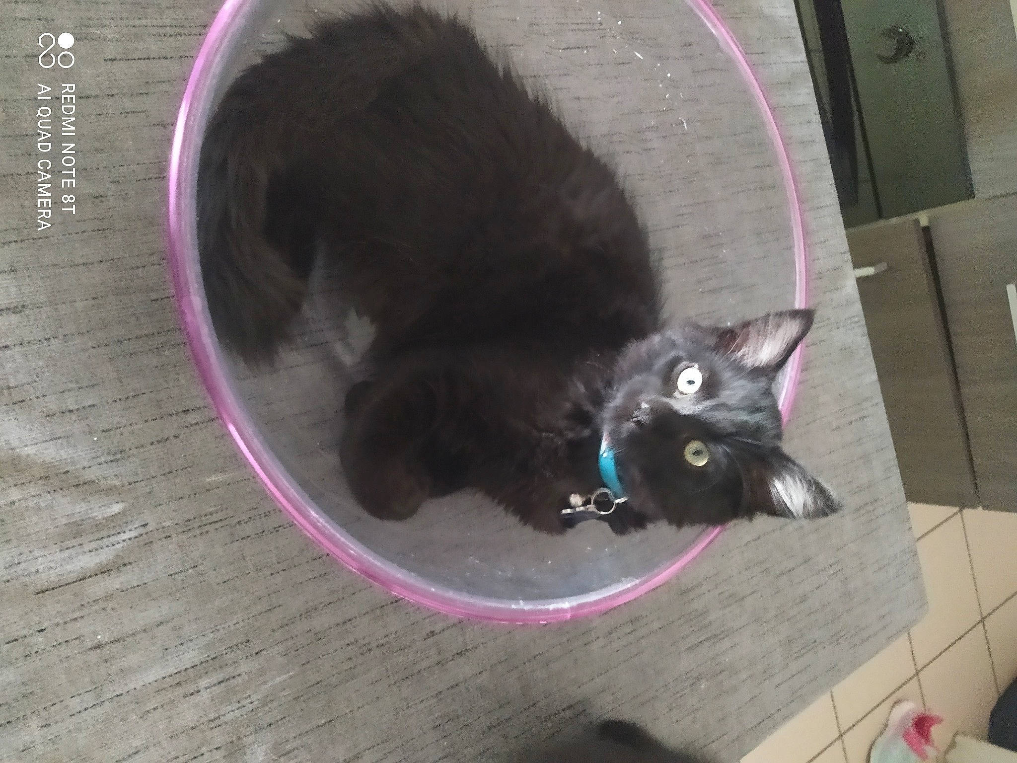 Oreo participe au concours pour gagner de l'argent avec cette photo : black_cat, carnivore, cat, cat_supply, collar, dog_breed, domestic_short_haired_cat, felidae, flooring, fur, grey, mammal, paw, pet_supply, purple, small_to_medium_sized_cats, snout, tail, vertebrate, whiskers