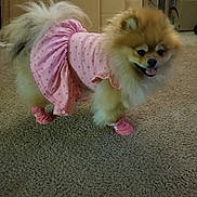 Kiki is registered to the contest to win money with this photo: dog, pomeranian, pet, pink_dress, pink_booties, carpet, indoor, fluffy, small_dog, animal, cute, polka_dots, clothing, footwear, happy, standing, fur, domestic_animal, cardboard_boxes, smiling