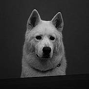 Killua joined the competition — help win amazing prizes! dog, portrait, black_and_white, fur, animal, pet, canine, ears, face, expression, looking, sitting, studio, monochrome, closeup, calm, fluffy, collar, isolated, background