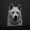 dog, portrait, black_and_white, fur, animal, pet, canine, ears, face, expression, looking, sitting, studio, monochrome, closeup, calm, fluffy, collar, isolated, background