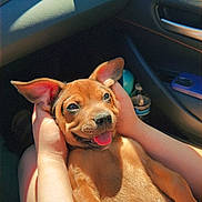 Scar joined the competition — help win amazing prizes! adorable, brown_fur, car_interior, close_up, dashboard, dog, ears, human_hands, lap, pet, phone, puppy, relaxed, seat, shadow, smiling, sunlight, tongue_out, travel, water_bottle