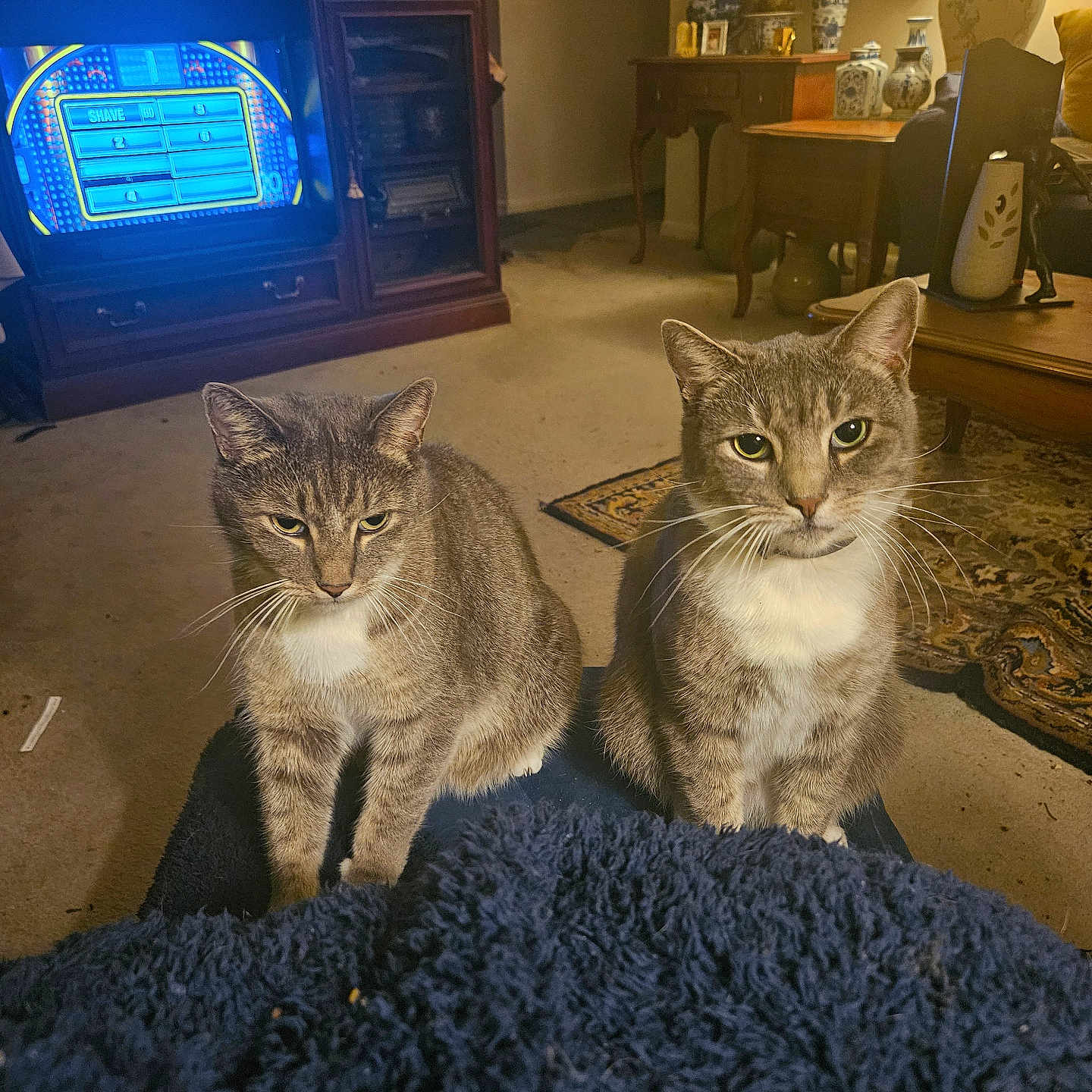 John And Bruce joined the competition — help win amazing prizes! animal, blanket, carpet, cat, cozy, curious, decor, eyes, furniture, indoor, lamp, living_room, pet, sitting, tabby_cat, television, two_animals, vase, whiskers, wooden_cabinet