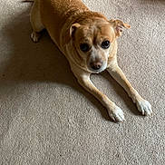 Lexi joined the competition — help win amazing prizes! animal, attention, canine, carpet, companion, cute, dog, domestic_animal, floor, fur, home, indoor, looking_up, paw, pet, shadow, small_dog, tan_dog, waiting, white_paws