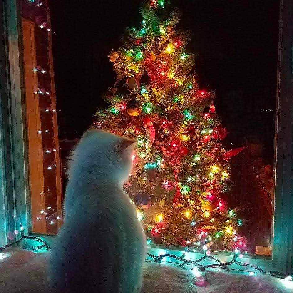 Lady Tanjureen joined the competition — help win amazing prizes! angora, animal, cat, christmas, christmasdecorations, christmastree, christmastreeornaments, conifer, festival, kitten, lighting, manx, nature, night, pet, pine, plant, pottedplant, tree, urban