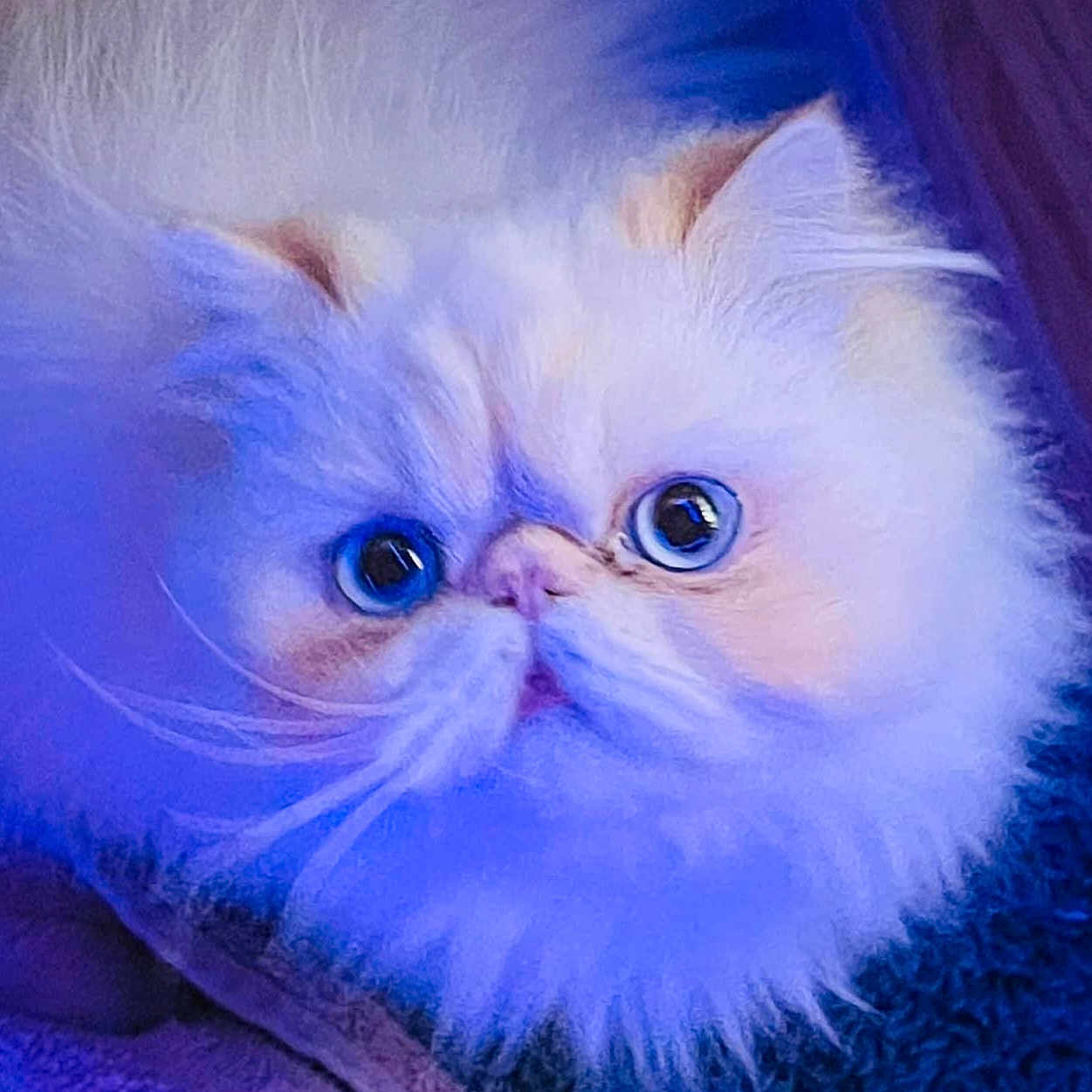 Abigail Amore' joined the competition — help win amazing prizes! angora, animal, cat, doll, face, head, kitten, manx, person, pet, photography, portrait, purple, siamese, snout, toy, white