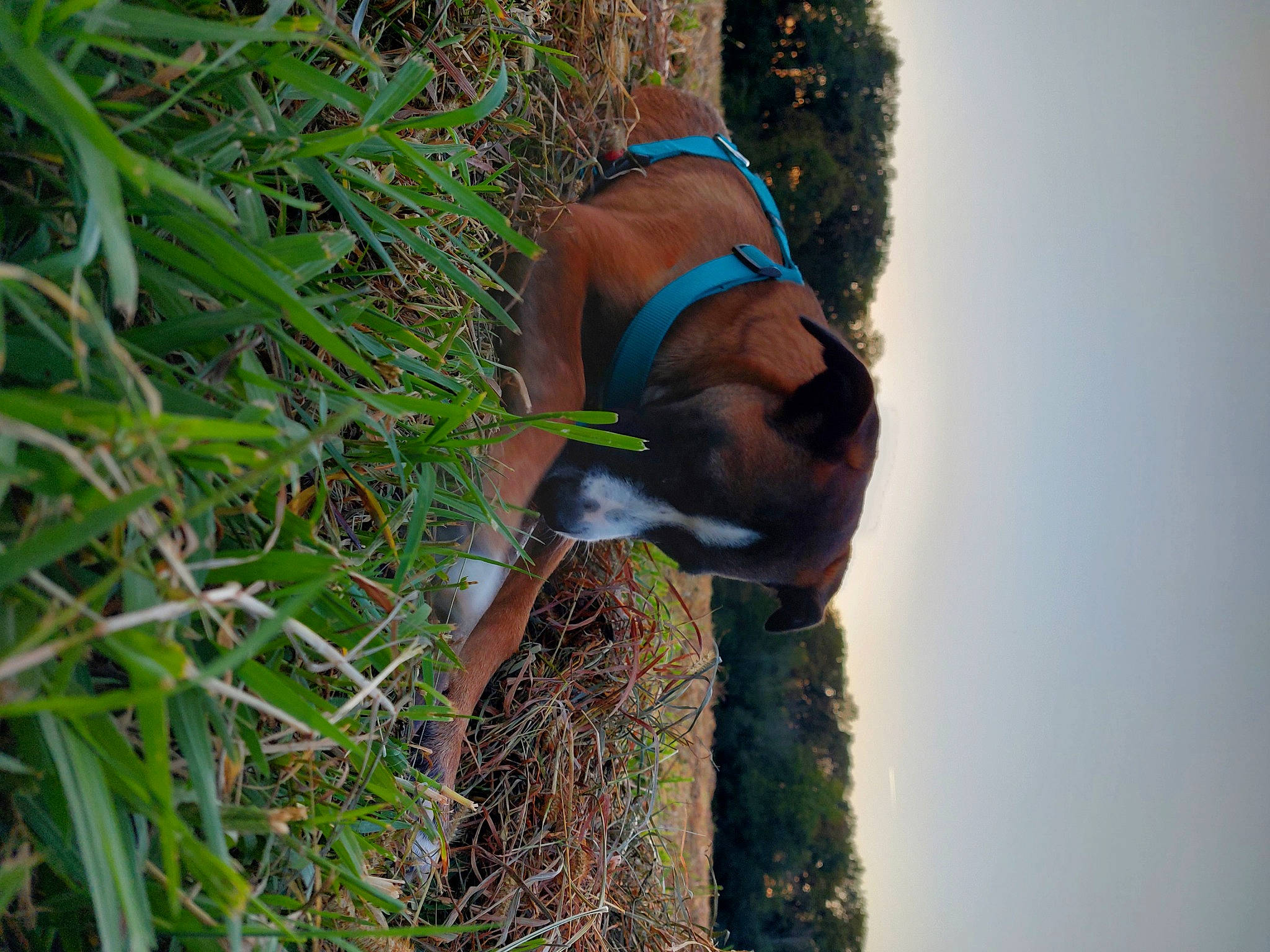 Blue a rejoint le concours — aidez-le/la à gagner de superbes lots ! canidae, carnivore, companion_dog, dog, dog_breed, fawn, grass, grass_family, people_in_nature, plant, sky, tail, terrestrial_animal, terrestrial_plant, tree, trunk, twig, wildlife, wood, working_animal