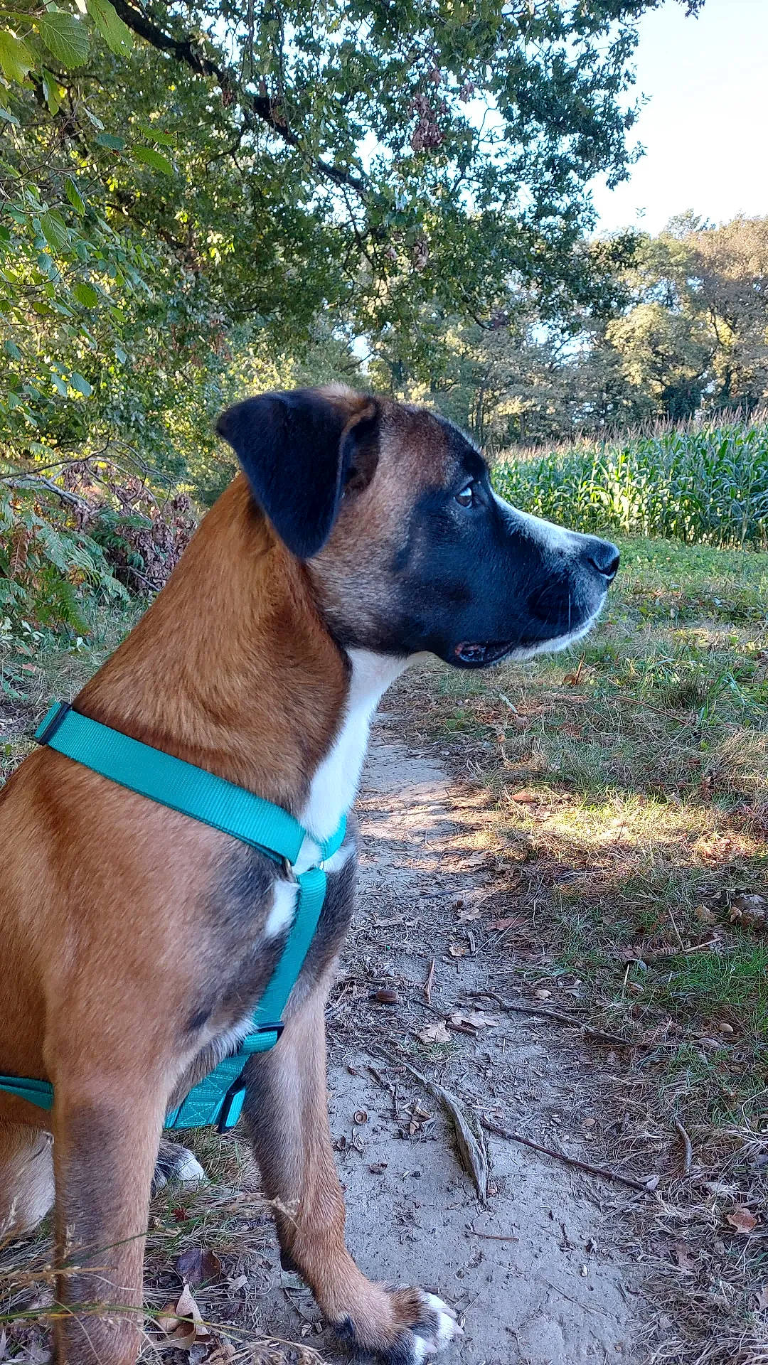 Blue participe au concours pour gagner de l'argent avec cette photo : carnivore, collar, companion_dog, dog, dog_breed, dog_collar, dog_supply, electric_blue, grass, landscape, leash, liver, pet_supply, plant, sky, terrestrial_animal, tree, whiskers, working_animal, working_dog