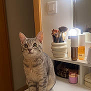 Grisou participe au concours pour gagner de l'argent avec cette photo : animal, bottles, cat, cosmetics, curious, cute, ears, eyes, furniture, gray_cat, household, indoor, lights, makeup_brushes, mirror, pet, sitting, tabby, vanity_table, whiskers