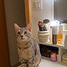 animal, bottles, cat, cosmetics, curious, cute, ears, eyes, furniture, gray_cat, household, indoor, lights, makeup_brushes, mirror, pet, sitting, tabby, vanity_table, whiskers