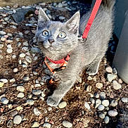 Arlo joined the competition — help win amazing prizes! kitten, gray_cat, outdoor, rocks, dirt, harness, leash, curious, pet, animal, small, young, feline, whiskers, ears, tail, sunlight, garden, nature, exploration