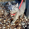 kitten, gray_cat, outdoor, rocks, dirt, harness, leash, curious, pet, animal, small, young, feline, whiskers, ears, tail, sunlight, garden, nature, exploration