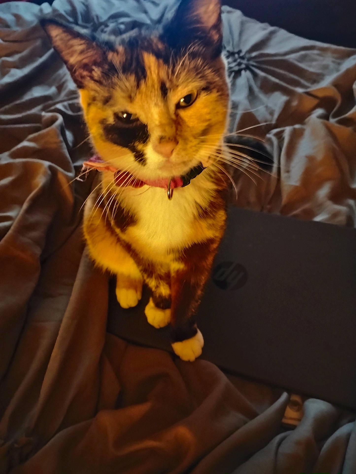 Daisy Mae joined the competition — help win amazing prizes! animal, bed, blanket, calico, cat, closeup, collar, cozy, curious, cute, domestic, feline, fur, indoor, laptop, pet, relaxed, sitting, soft_light, whiskers