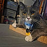 cat, gray_cat, white_paws, amber_eyes, indoor, cardboard, pet, collar, tag, feline, whiskers, table, storage_bins, household_items, domestic, relaxed, cute, close_up, animal, fur