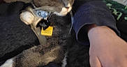 Ody is registered to the contest to win money with this photo: cat, pet, gray_cat, white_paws, collar, tags, person, hand, ring, purple_nails, blanket, cushion, indoor, cozy, relaxing, fur, animal, comfort, lap, resting