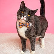Ody joined the competition — help win amazing prizes! animal, bow_tie, cat, close_up, curious, cute, domestic_cat, feline, fluffy_rug, gray_cat, head_tilt, indoor, pet, pink_background, plaid, portrait, standing, whiskers, white_fur, yellow_eyes