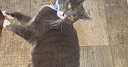 Ody is registered to the contest to win money with this photo: animal, cat, collar, curious, cute, domestic_cat, feline, floor, gray_cat, home, indoor, looking_back, lying_down, pet, relaxed, rug, tail, whiskers, white_paws, wooden_floor