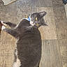cat, gray_cat, white_paws, floor, wooden_floor, rug, indoor, pet, lying_down, whiskers, collar, curious, looking_back, tail, domestic_cat, feline, animal, home, relaxed, cute