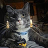 cat, gray_cat, white_paws, blue_collar, pet_tag, indoor, close_up, whiskers, feline, domestic_cat, relaxed, lying_down, animal, cute, portrait, soft_light, shadow, fur, pet, resting