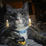 Ody joined the competition — help win amazing prizes! cat, gray_cat, white_paws, blue_collar, pet_tag, whiskers, indoor, feline, close_up, relaxed, domestic_cat, animal, cute, portrait, laying_down, fur, face, pet, collar_tag, curious